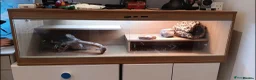 Bearded Dragon reptiles for sale: Bearded dragon w/vivarium and lights included - Advert 2