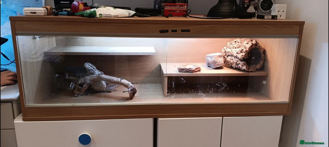 Bearded Dragon reptiles for sale: Bearded dragon w/vivarium and lights included - Advert 2