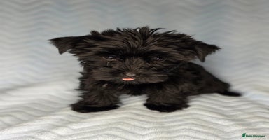 Yorkshire Terrier dogs - Advert 2