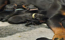 Rottweiler dogs for sale: KC Registered Rottweiler Puppies excellent lineage - Image 9