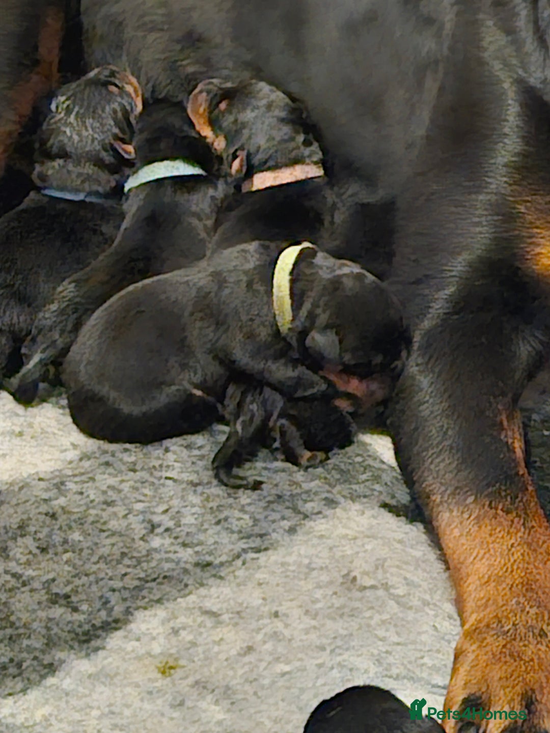 Rottweiler dogs for sale: KC Registered Rottweiler Puppies excellent lineage - Image 9