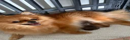 Pomeranian dogs for sale: Quality KC registered Pomeranian Female Puppies  - Advert 2