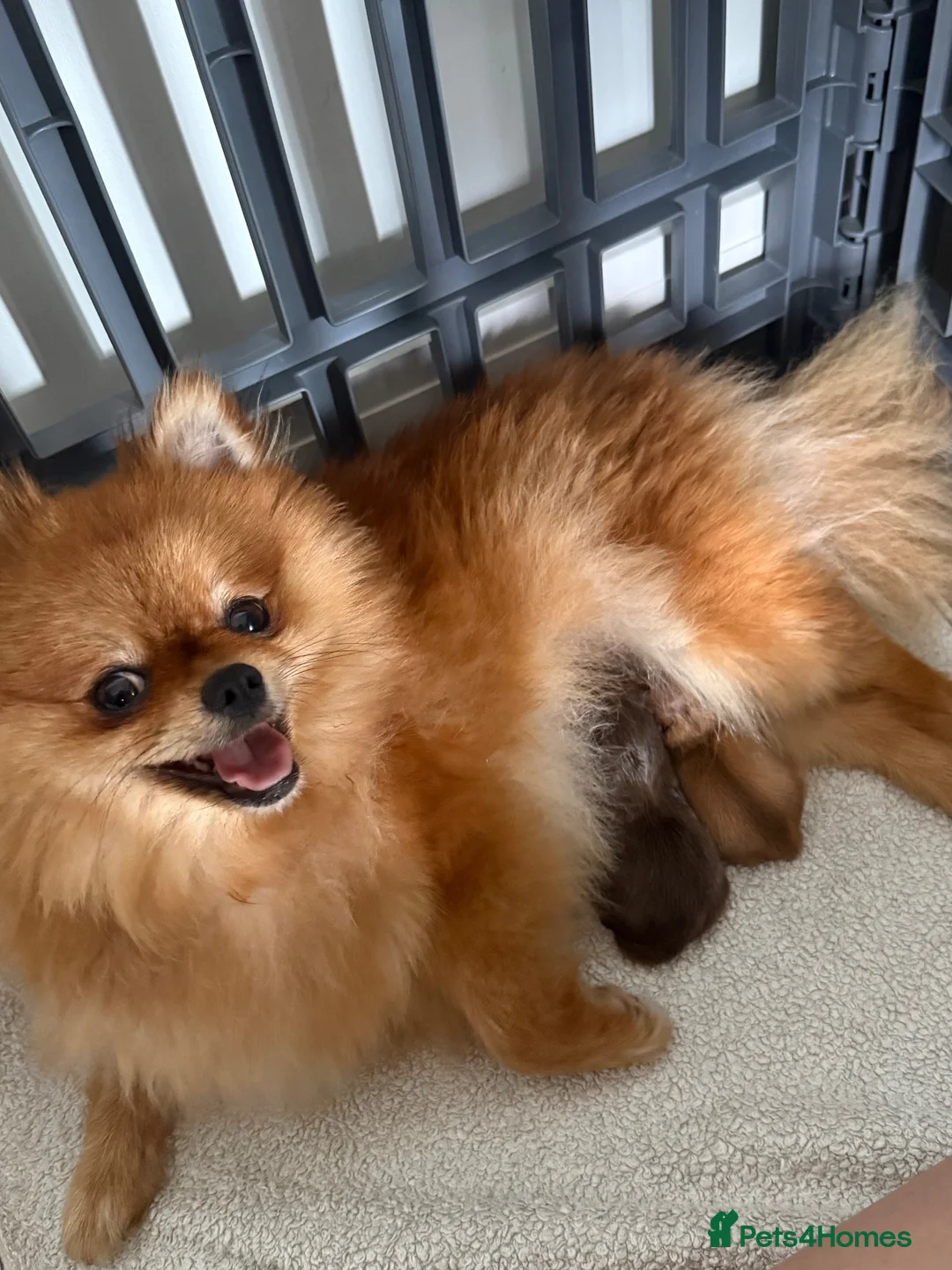Pomeranian dogs for sale: Quality KC registered Pomeranian Female Puppies  - Advert 2
