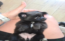 Pomchi dogs for sale: Pomchi pups for sale  - Image 3