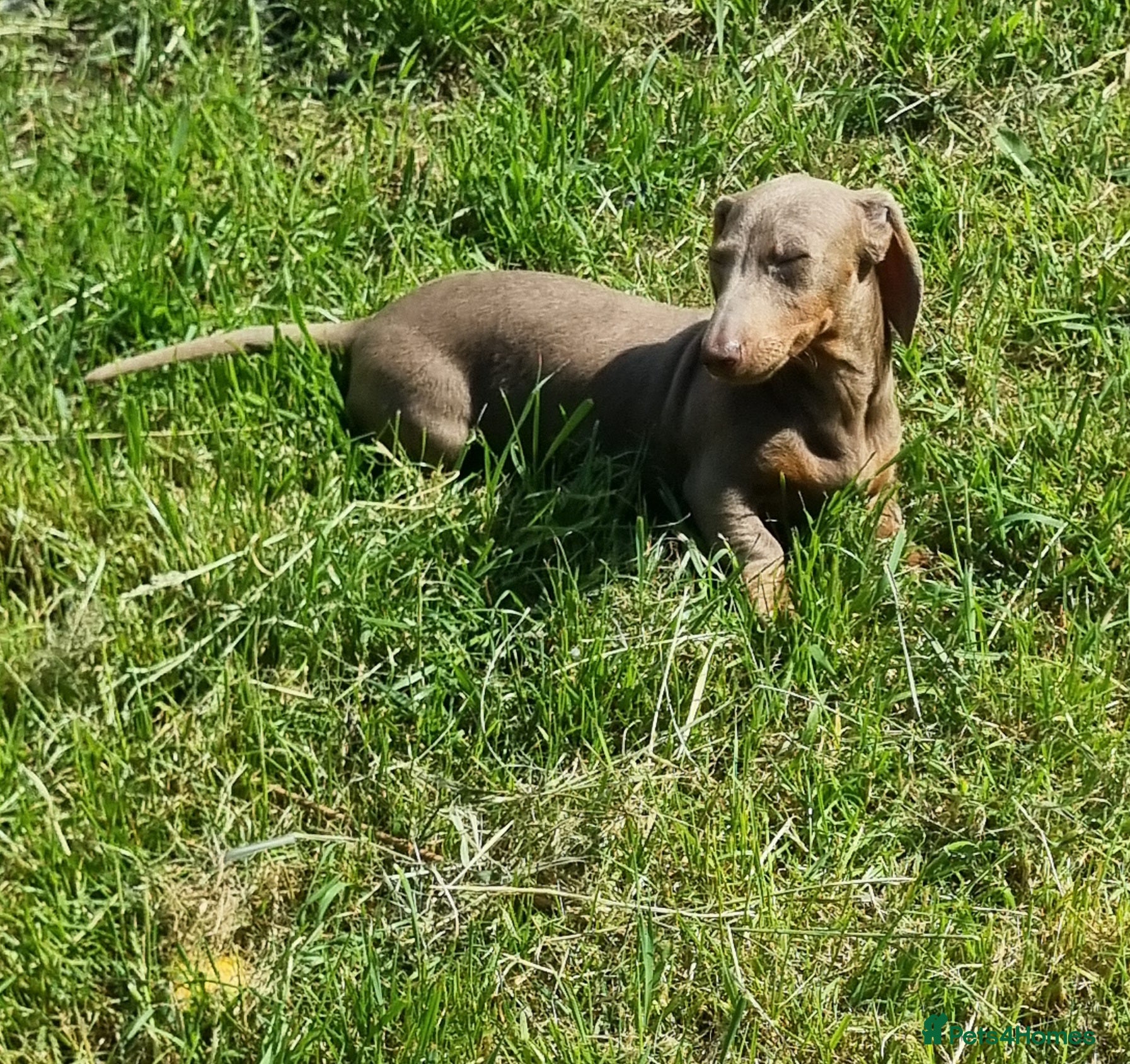 Miniature Dachshund dogs Minature Dachshund puppys  - Advert 1