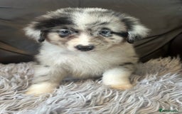Australian Shepherd dogs for sale: 3 remaining- Beautiful Australian Shepherds  - Image 10