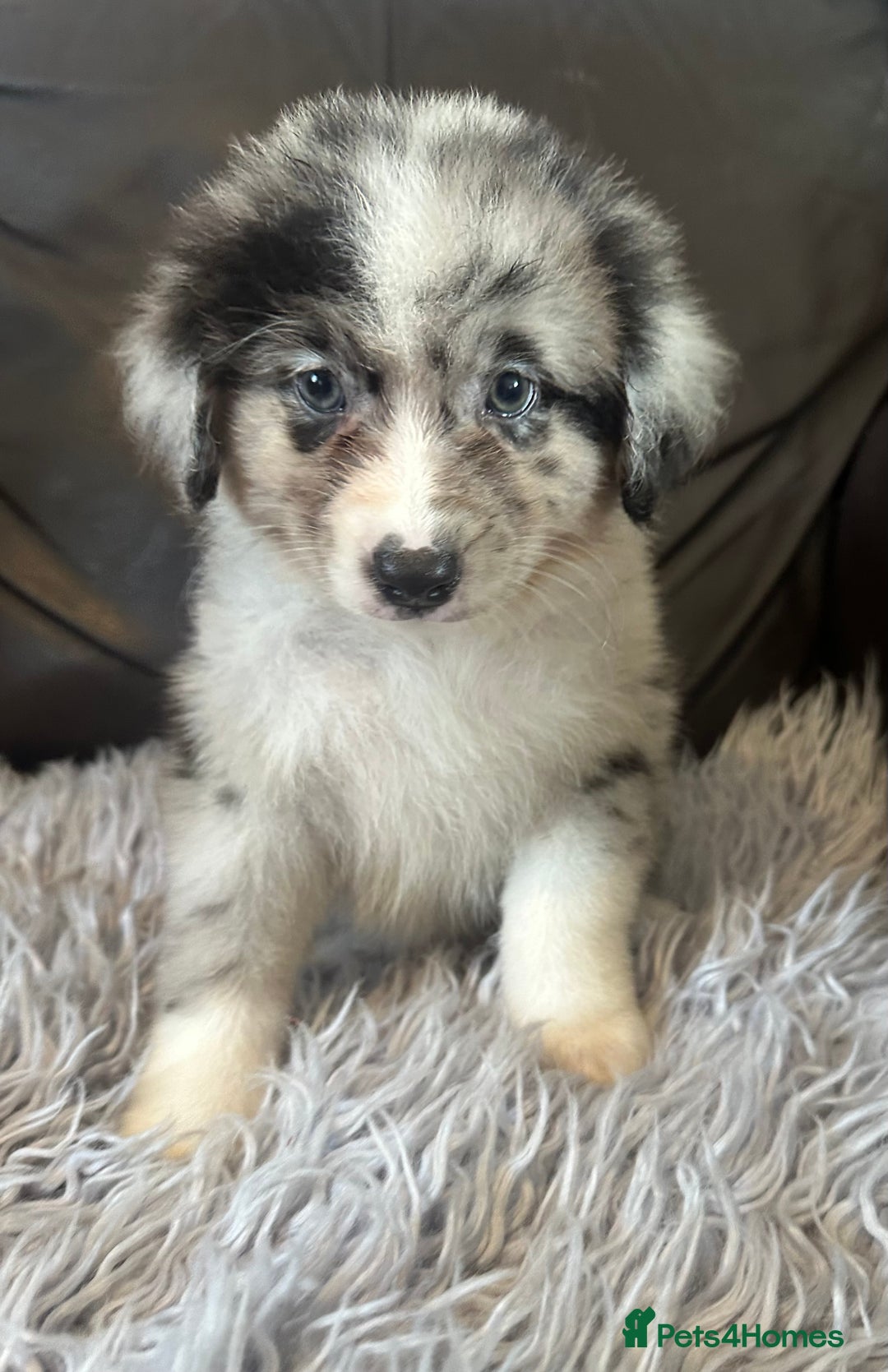 Australian Shepherd dogs for sale: 3 remaining- Beautiful Australian Shepherds  - Image 10