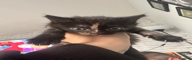 Domestic Shorthair 3