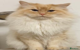 Ragdoll cats for sale: Beautiful Ragdoll Kittens, 2 Flamepoint, 1 mitted - Image 19