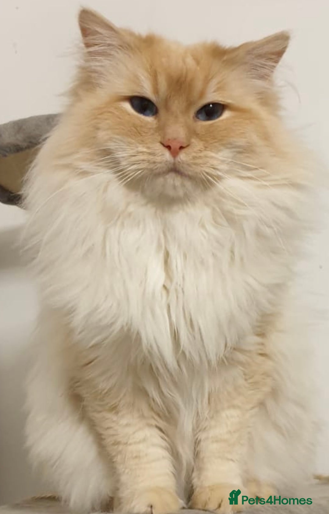 Ragdoll cats for sale: Beautiful Ragdoll Kittens, 2 Flamepoint, 1 mitted - Image 19