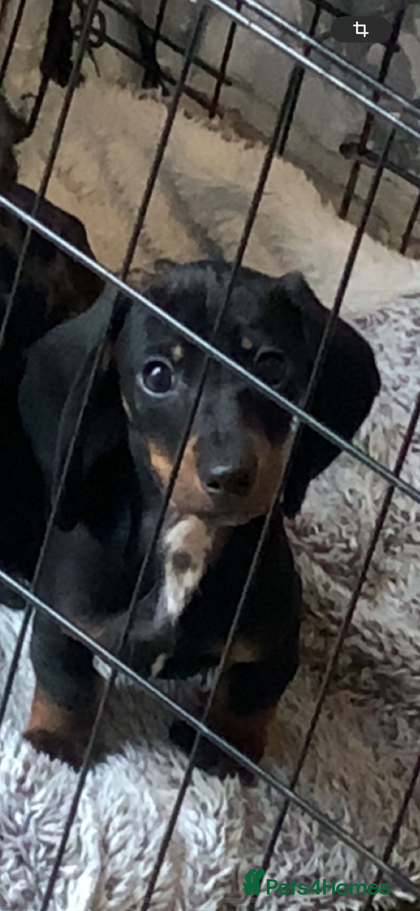 Miniature Dachshund dogs Miniature dachshund  - Advert 18