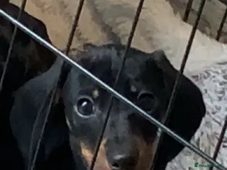 Miniature Dachshund dogs Miniature dachshund - Advert 18