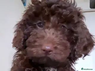 Cockapoo dogs F1b mini cockapoos 2 remaining - Advert 5