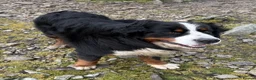 Bernese Mountain Dog dogs for stud: Exceptional Bernese Mountain Dog For Stud - Advert 4