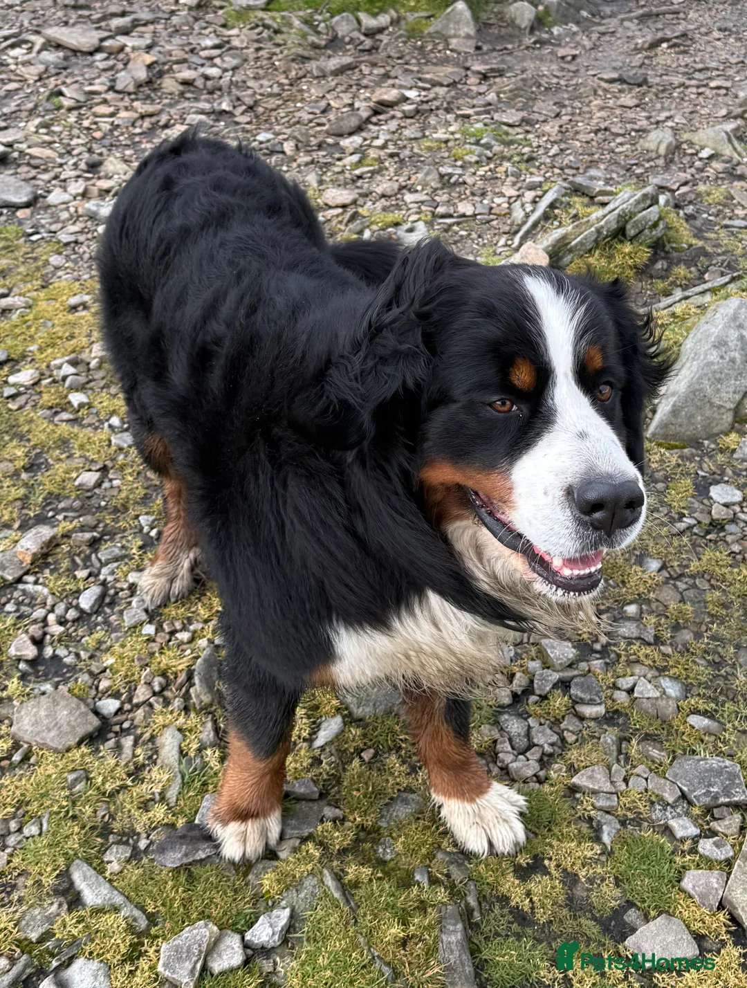 Bernese Mountain Dog dogs for stud: Exceptional Bernese Mountain Dog For Stud - Advert 4