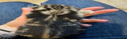 Bengal cats for sale: Stunning Racing Striped 3/4 Bengal Kittens! - Advert 4