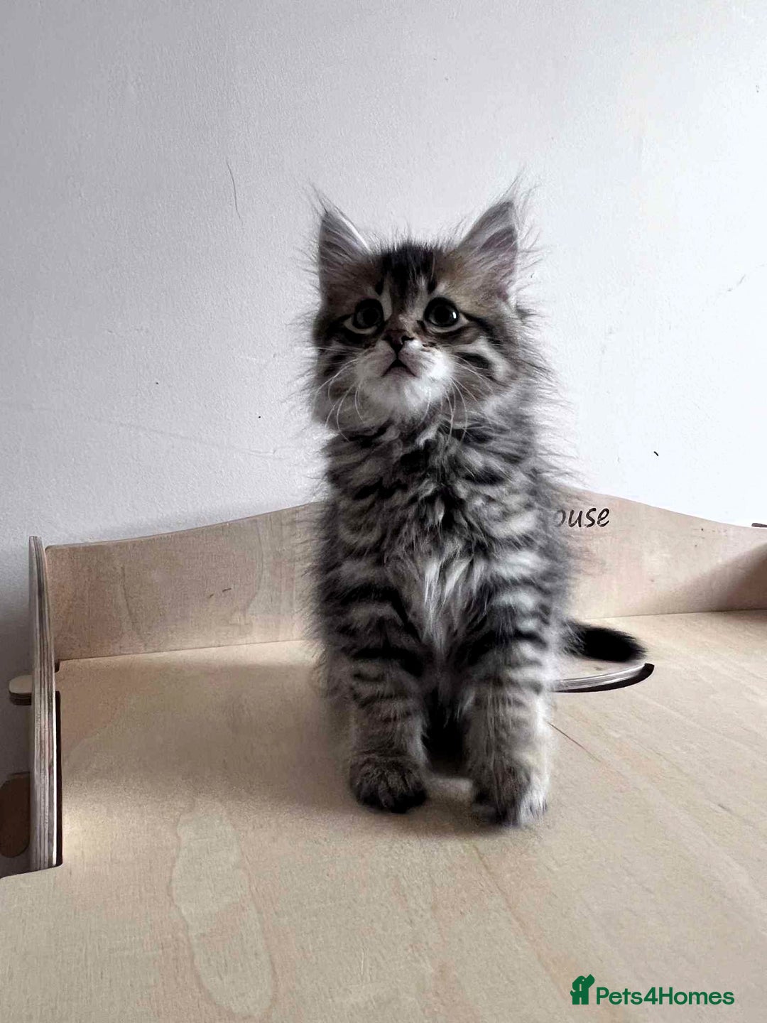 Siberian cats for sale: Beautiful purebred Siberian kittens-Hypoallergenic - Image 17