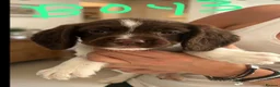 English Springer Spaniel dogs for sale: Springer spaniel puppies for sale - Advert 3
