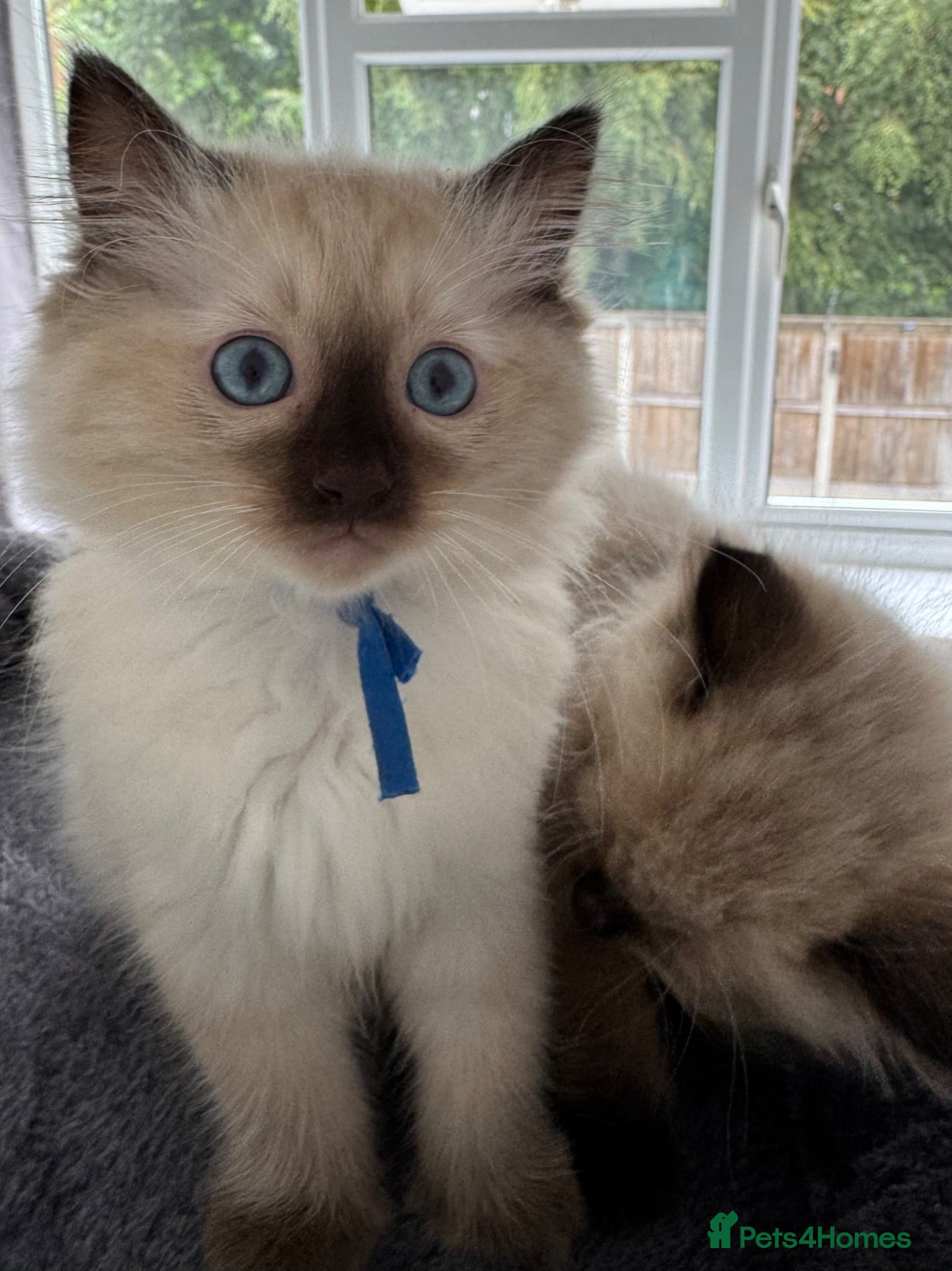 Ragdoll cats ❤️ Exceptional Lilac & Seal Point Ragdoll Kittens - Advert 2