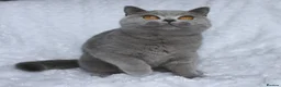 British Shorthair cats for sale: GCCF Active blue girl. Champ parents  - Advert 4