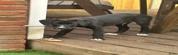 Borador dogs for sale: Beautiful Male Borador Puppy - 16 weeks old - Advert 4