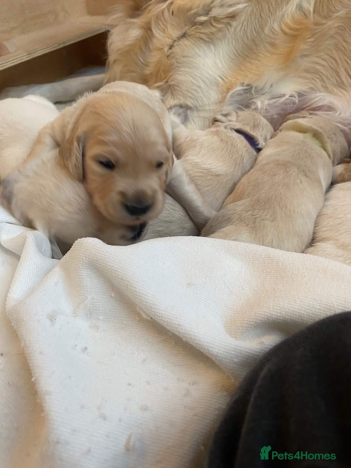 Golden Retriever dogs for sale: Cream & Golden Retriever Puppies - Advert 6