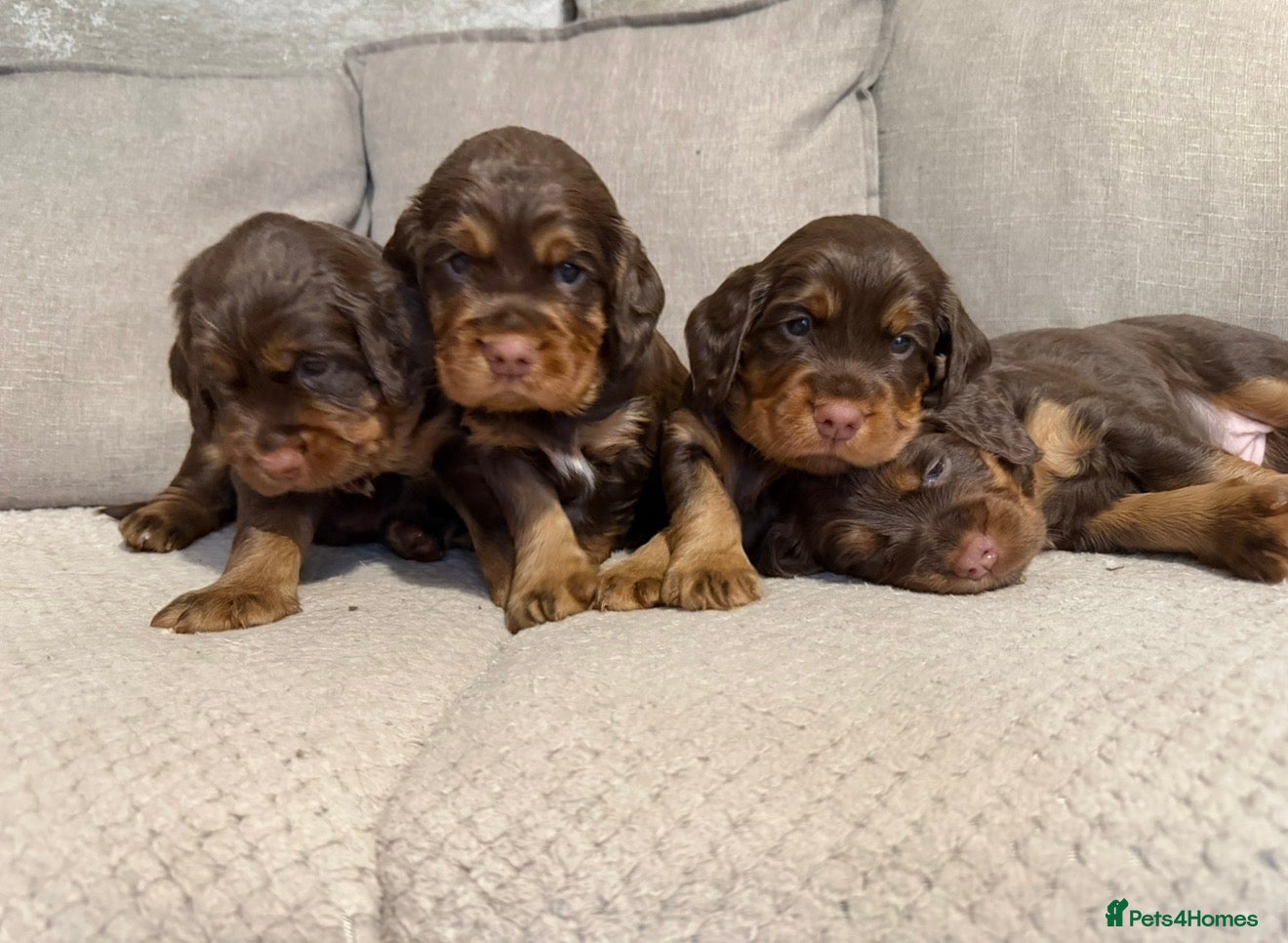 Sprocker dogs Stunning chocolate and tan Sprocker puppies  - Advert 17