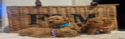 Cavapoo dogs for sale: Double curly coat cavapoo pups - Advert 10