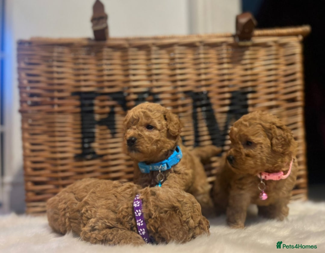 Cavapoo dogs for sale: Double curly coat cavapoo pups - Advert 10