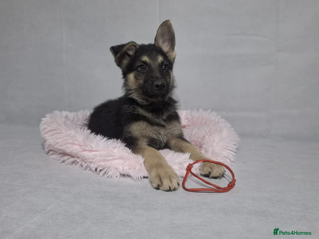 German Shepherd dogs for sale: Beautiful German shepherd puppies - Advert 1