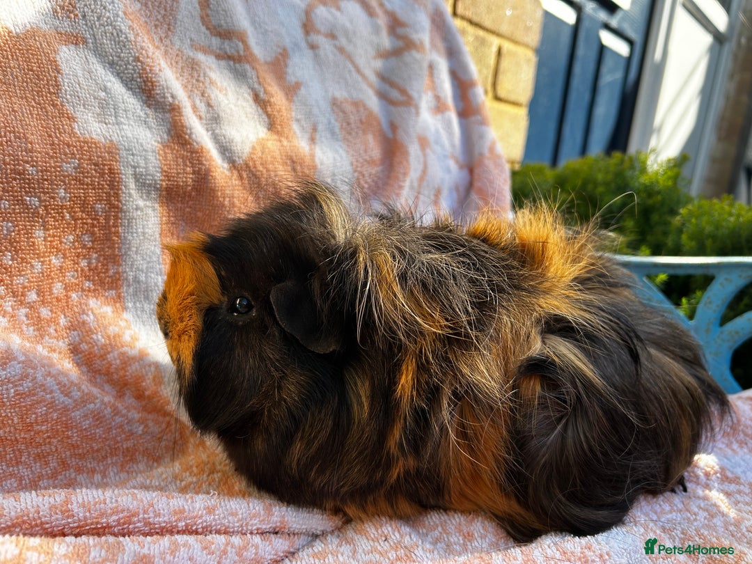 Guinea Pig rodents for sale: Gorgeous Girls  - Image 6