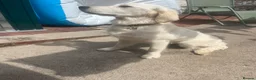 Golden Retriever dogs for sale: 8 month golden retriever  - Advert 2
