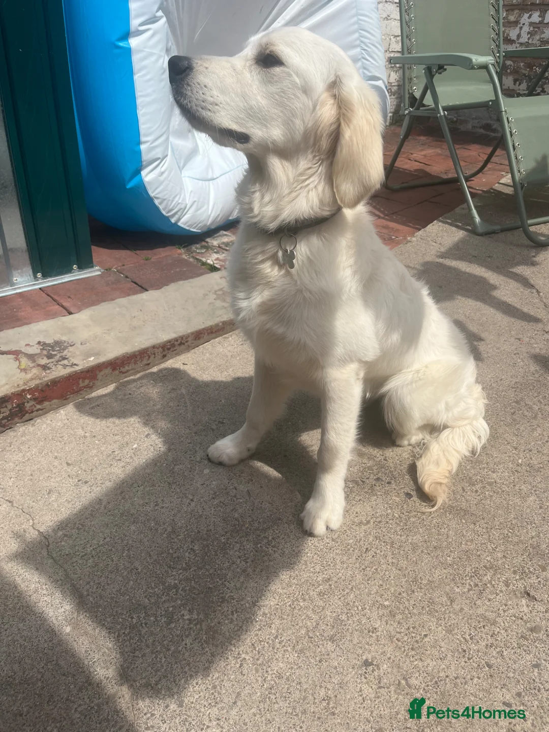 Golden Retriever dogs for sale: 8 month golden retriever  - Advert 2