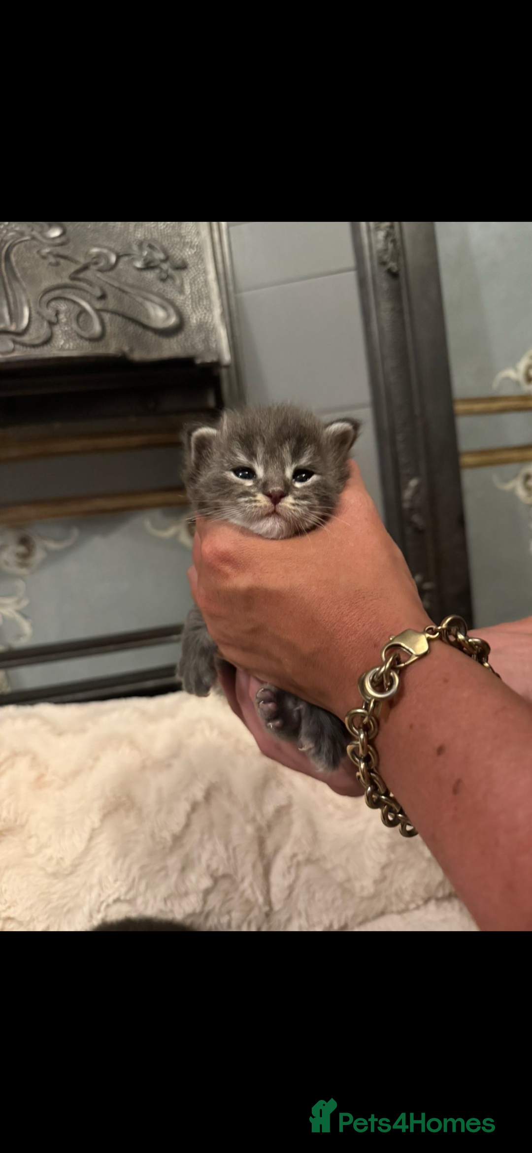 Maine Coon cats for sale: Giant mainecoons🎃 - Image 2