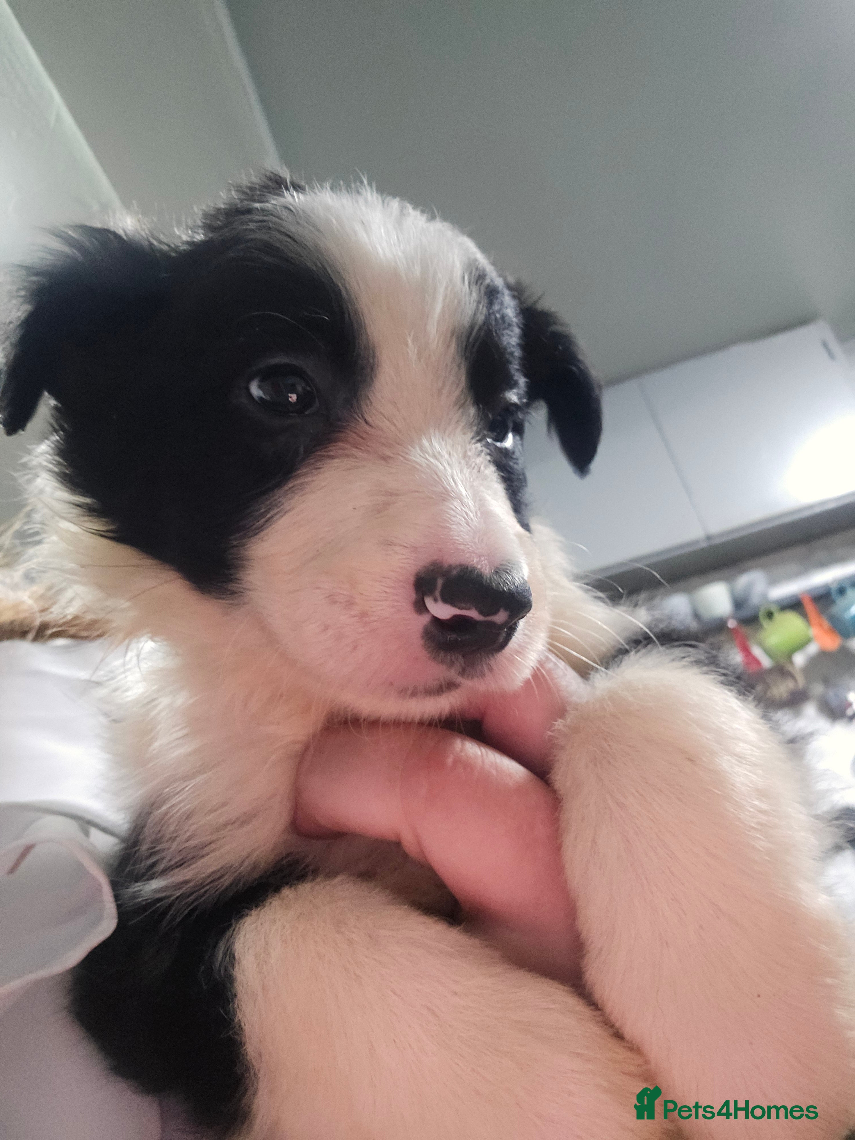 Border Collie dogs READY NEXT WEEK - Border Collie Pups - Advert 2