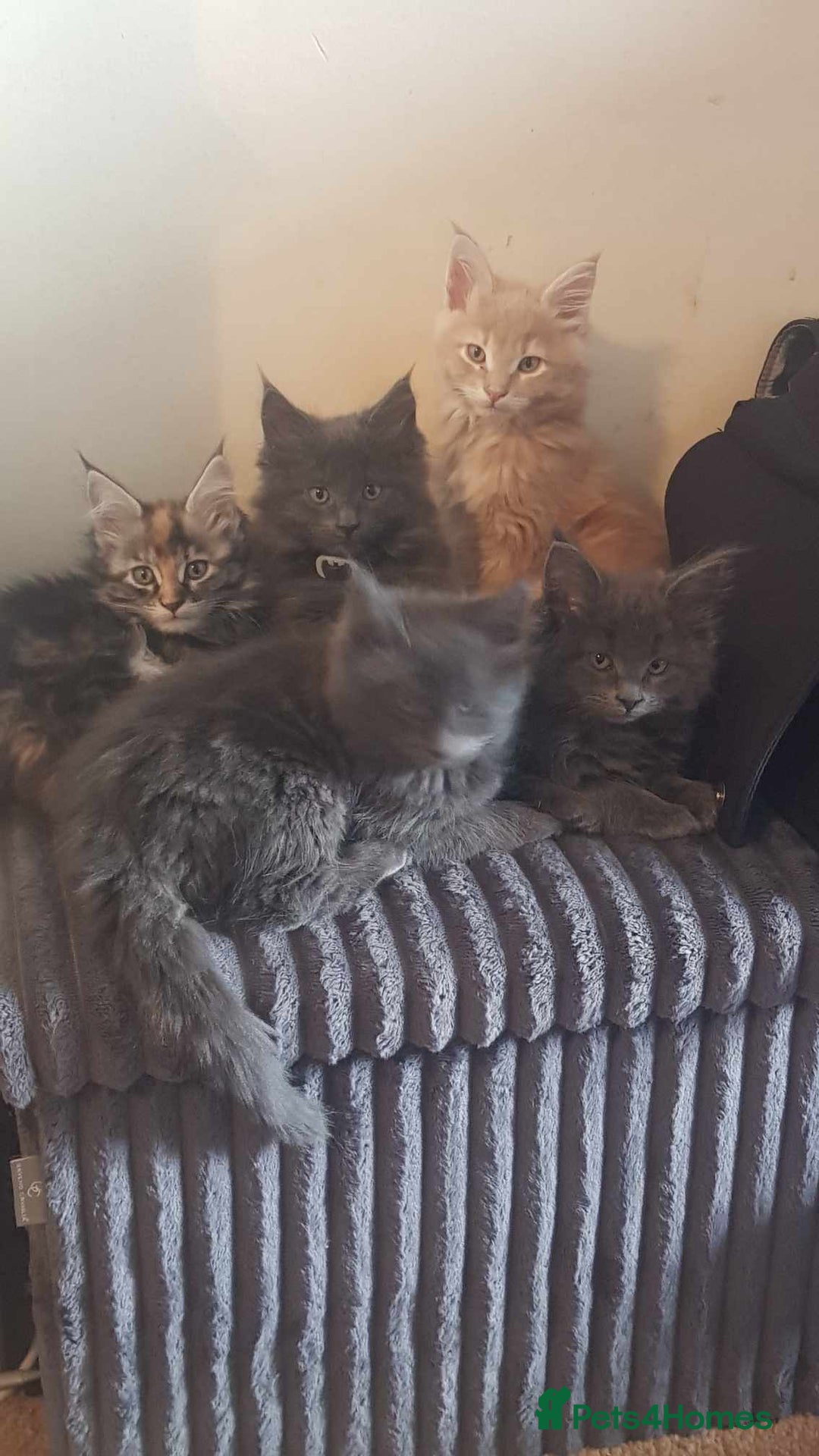 Maine Coon cats for sale: 5 beautiful maine coon ready to go - Advert 3