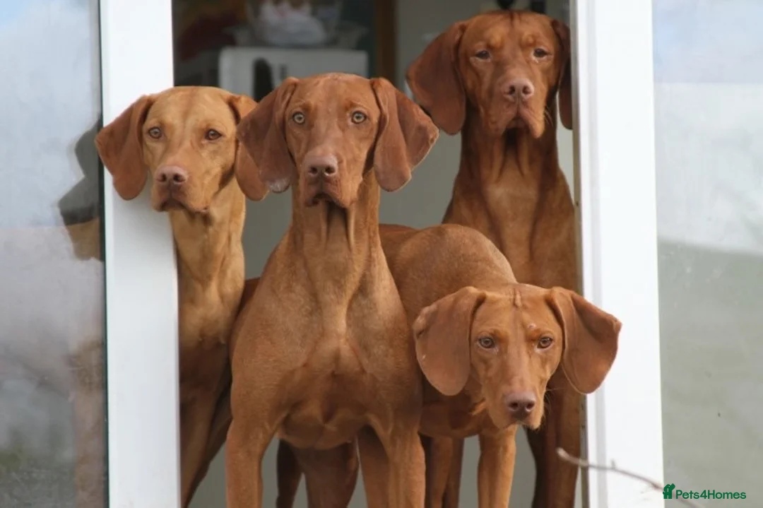Hungarian Vizsla dogs for stud: Show Champion KC Reg Hungarian Vizsla for Stud in Brampton - Advert 11
