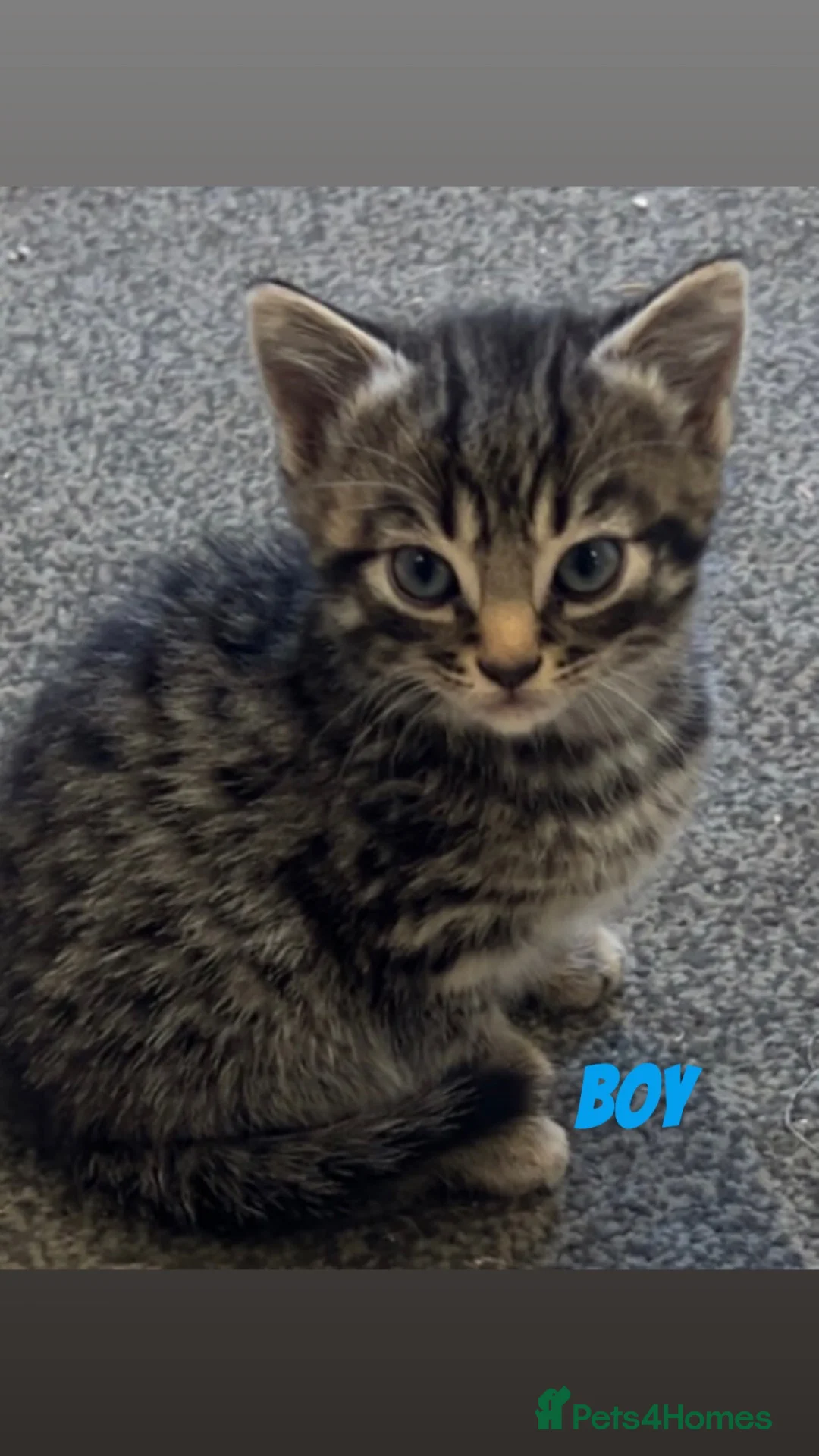 British Shorthair cats for sale: 3 kittens  in Newcastle upon Tyne - Advert 2