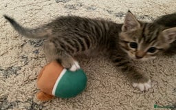 European cats for sale: 8 weeks old - kittens  - Image 22