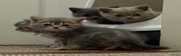 British Shorthair cats for sale: Beautiful British Shorthair kittens - Advert 24