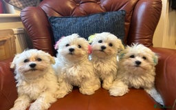 Havanese dogs for sale: Green boy - Extra mini Havanese x Maltese puppies - Image 10