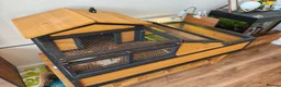 Tortoise reptiles for sale: Horsefield Tortoise  in Newquay - Advert 8
