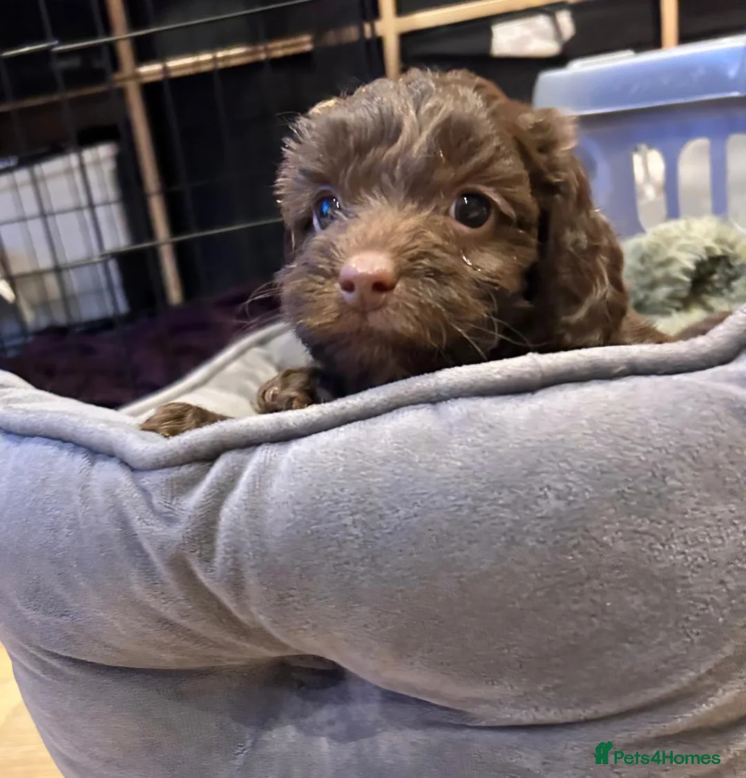 Cockapoo dogs for sale: 4 beautiful cockerpoo pups - Advert 9