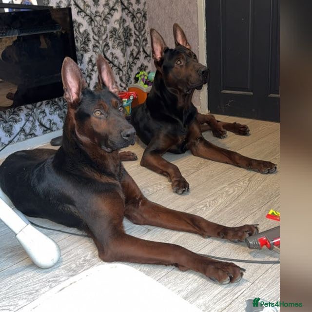 Chinese Red Dog dogs 7 Chinese red dog puppies now here!! - Advert 1