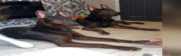 Chinese Red Dog dogs for sale: Chinese red dog puppies due 26/08/2026  - Advert 2
