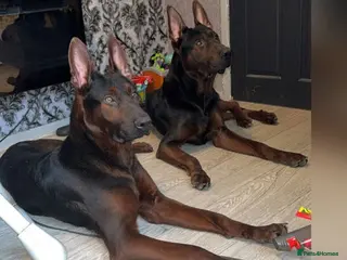 Chinese Red Dog dogs 7 Chinese red dog puppies now here!! - Advert 1