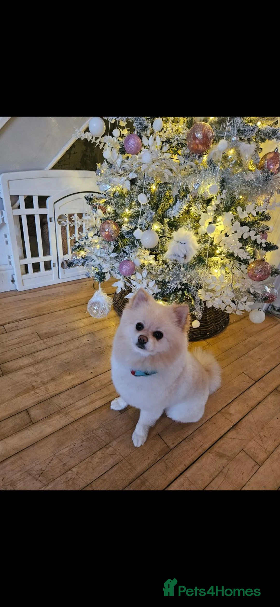 Pomeranian dogs for sale: Rehome a beautiful Pomeranian  in Bristol - Advert 2