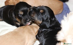 Cockapoo dogs for sale: Beautiful, Rare Cockapoo Puppies – Ready 17th Nov - Image 16