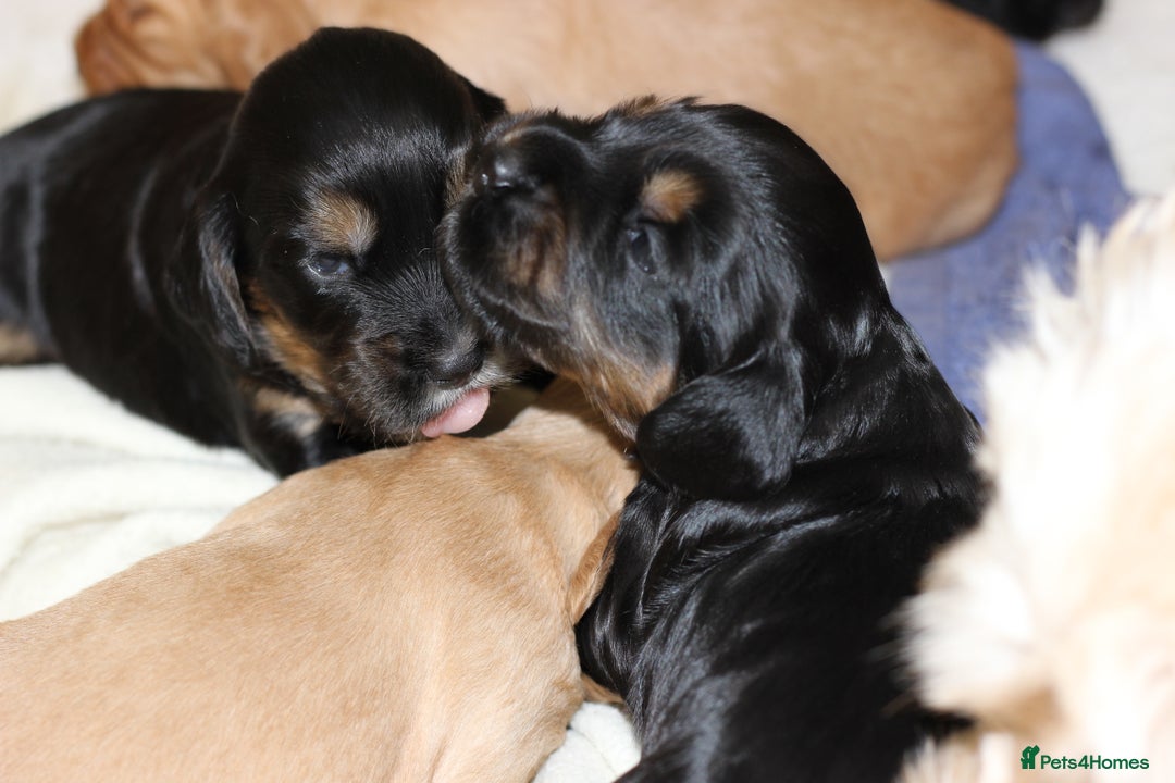 Cockapoo dogs for sale: Beautiful, Rare Cockapoo Puppies – Ready 17th Nov - Image 16