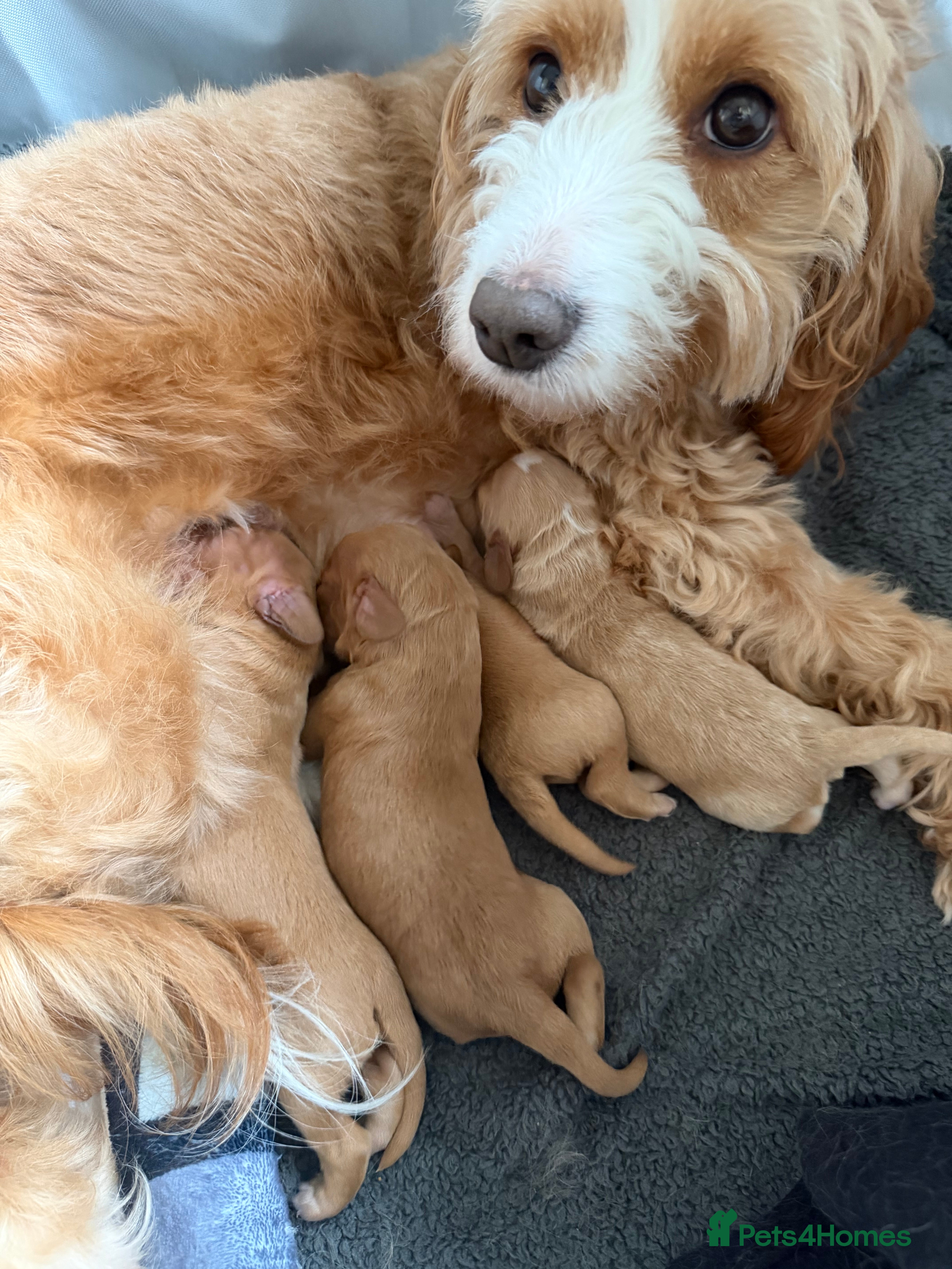 Cockapoo dogs Cockapoo puppies looking for forever homes - Advert 1